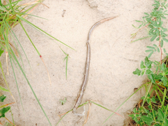 Ophisaurus attenuatus