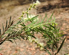 Melaleuca trichostachya