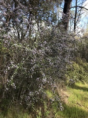 Ceanothus cuneatus ramulosus