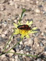 Crossidius discoideus