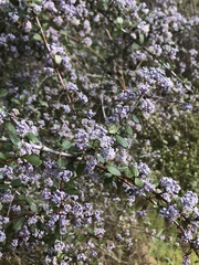 Ceanothus cuneatus ramulosus