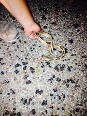 Bogertophis subocularis