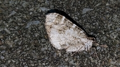 Stamnodes gibbicostata