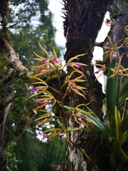 Prosthechea brassavolae