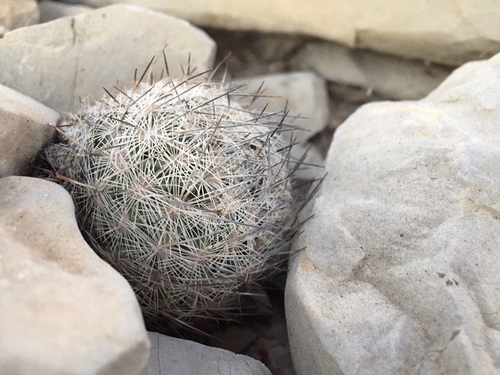 Sclerocactus mariposensis