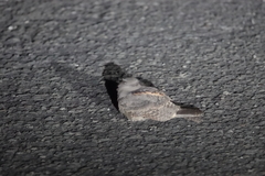 Caprimulgus affinis stictomus