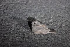 Caprimulgus affinis stictomus