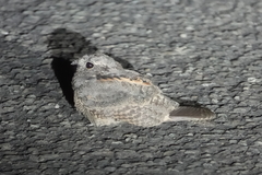 Caprimulgus affinis stictomus