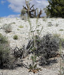 Thelypodium milleflorum