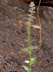 Thelypodium milleflorum