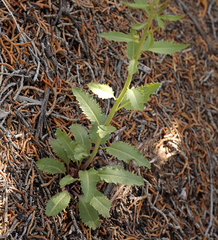 Thelypodium milleflorum