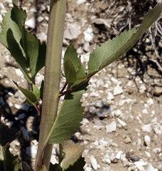 Thelypodium milleflorum