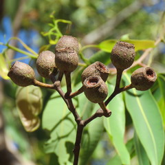 Corymbia novoguinensis