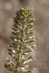 Thelypodium milleflorum