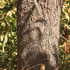 Corymbia novoguinensis