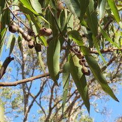 Corymbia novoguinensis