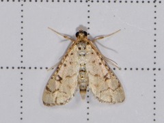 Hileithia rehamalis