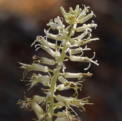 Thelypodium milleflorum