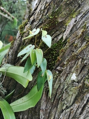 Pleurothallis correllii