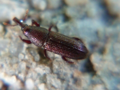 Euophryum