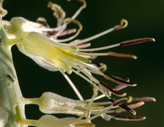 Thelypodium milleflorum