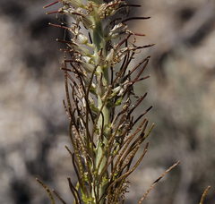 Thelypodium milleflorum