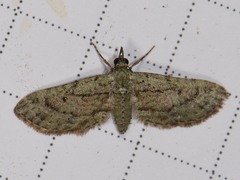 Eupithecia longidens