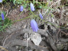 Campanula cespitosa