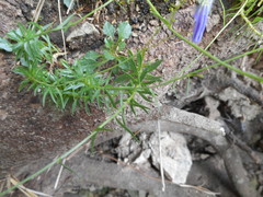 Campanula cespitosa