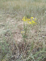 Jacobaea borysthenica