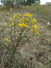 Jacobaea borysthenica