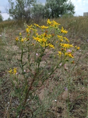 Jacobaea borysthenica