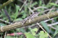 Anolis alutaceus