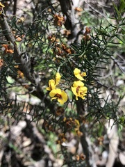 Dillwynia juniperina