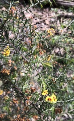 Dillwynia juniperina
