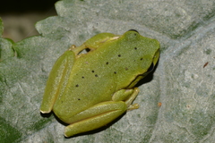 Ranoidea barringtonensis