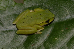 Ranoidea barringtonensis