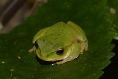 Ranoidea barringtonensis