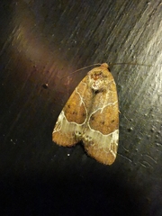 Hampsonodes mastoides