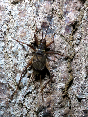 Phalangopsidae