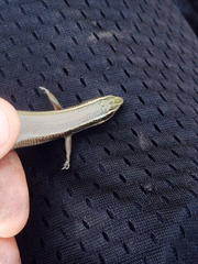 Plestiodon tetragrammus