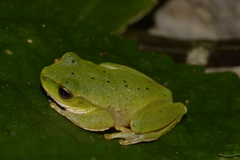 Ranoidea barringtonensis