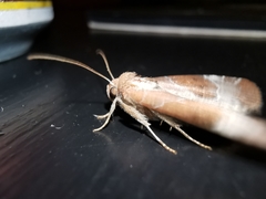 Hampsonodes mastoides