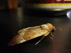 Hampsonodes mastoides