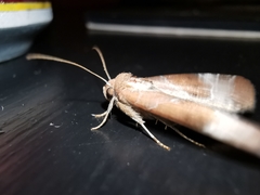 Hampsonodes mastoides