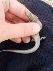 Plestiodon tetragrammus