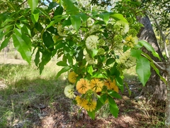 Pararchidendron pruinosum