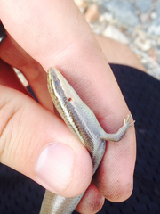 Plestiodon tetragrammus