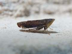 Scaphytopius frontalis