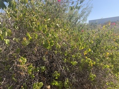 Justicia californica
